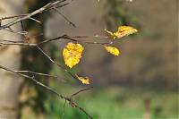 Herbstspaziergang 25.11.2012 066.JPG