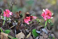 Herbstspaziergang 25.11.2012 077.JPG