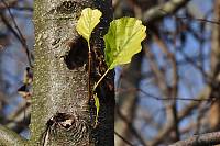 Herbstspaziergang 25.11.2012 079.JPG