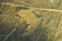 Pleschingerseespaziergang 14.04.2013 210.JPG