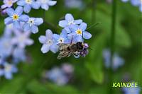 M�hlviertelspaziergang 12.05.2013 013.JPG