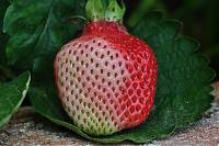 Makros 23.06.2013 004.JPG