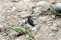 IMG_1670m.JPG