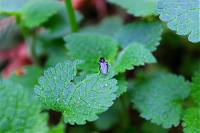 IMG_1746m.JPG