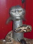 original chilled monkey brains prop.jpg