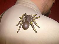 Indiana 8Ball Spinne (Small).JPG