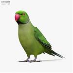 Rose_Ringed_Parakeet_1000_0001.jpg