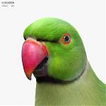 Rose_Ringed_Parakeet_1000_0006.jpg