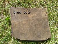 pred. cow.jpg